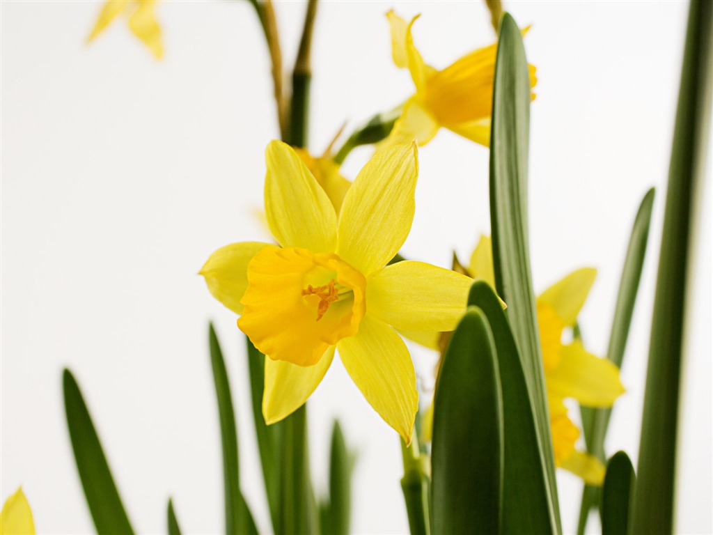 Easter wallpaper album (7) #16 - 1024x768