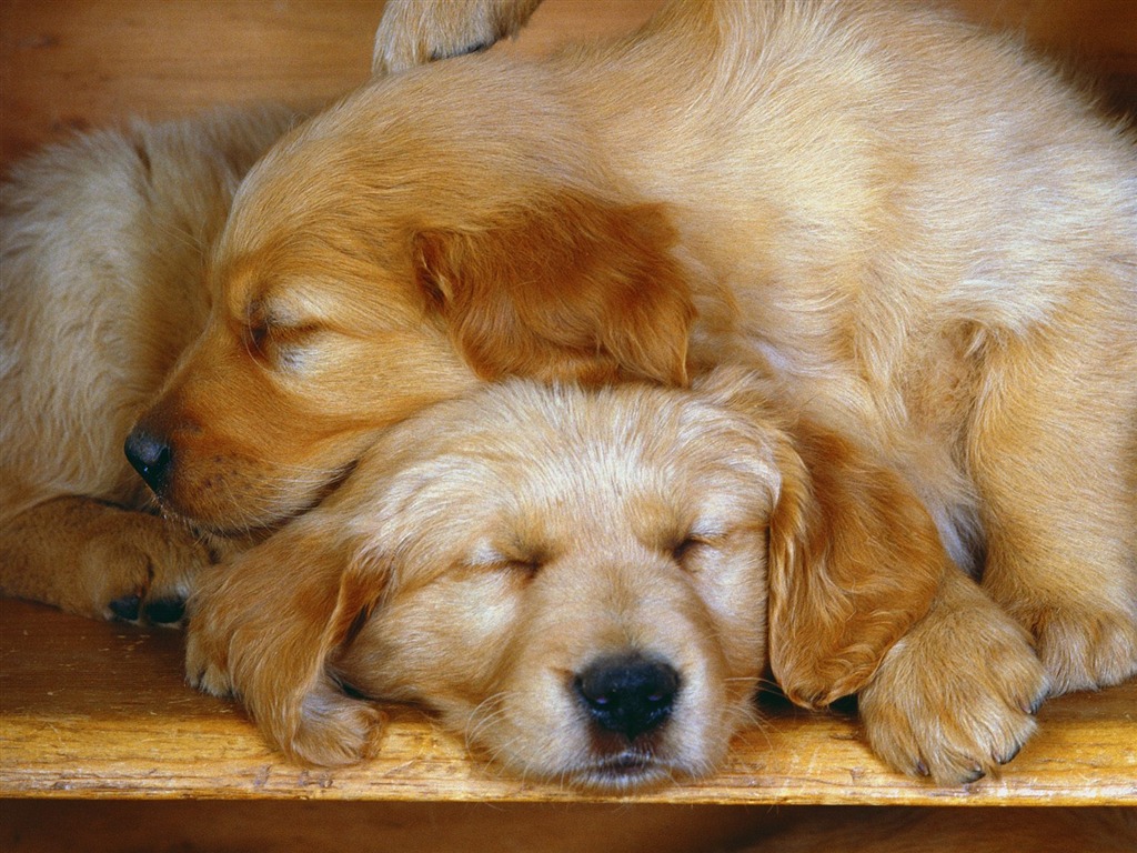 1600 dog photo wallpaper (5) #2 - 1024x768