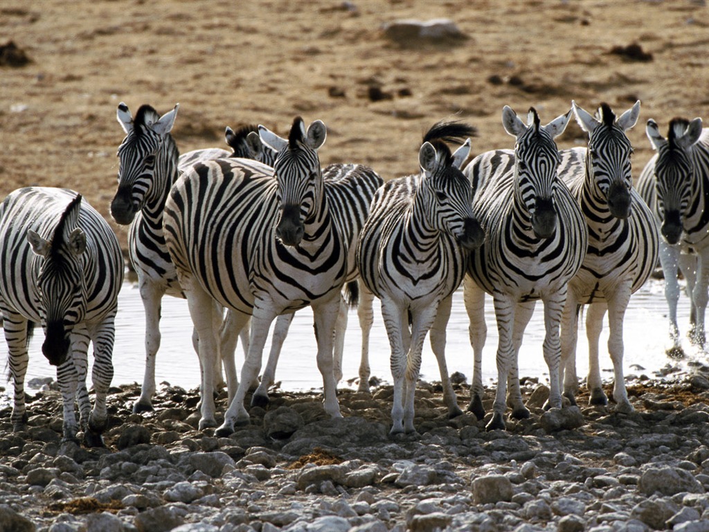 Zebra Foto Wallpaper #3 - 1024x768