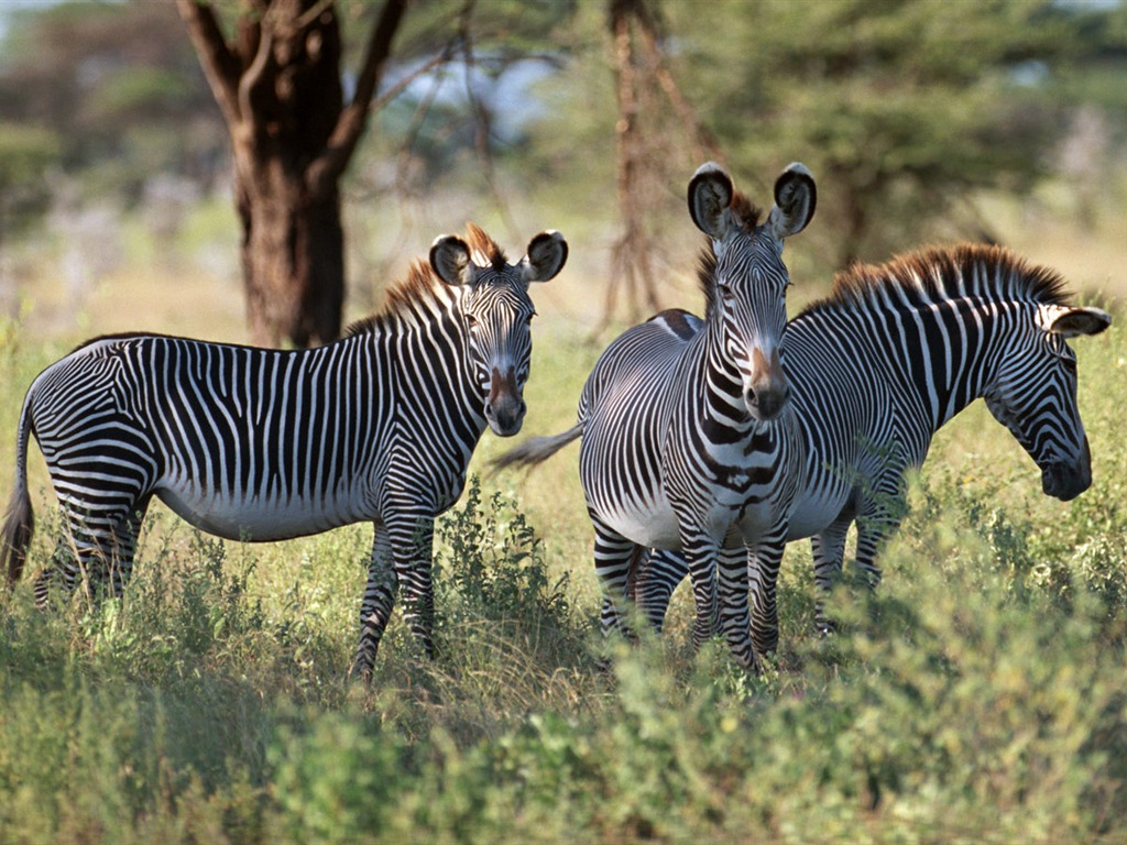 Zebra Foto Wallpaper #4 - 1024x768