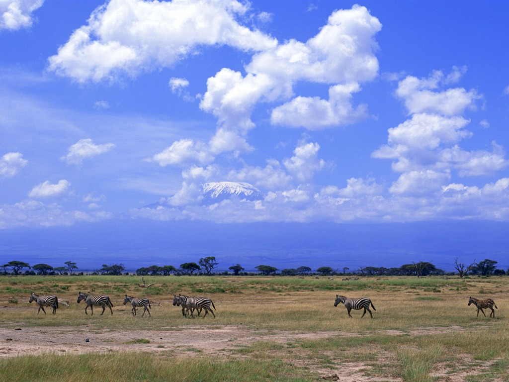 Fond d'écran photo Zebra #6 - 1024x768