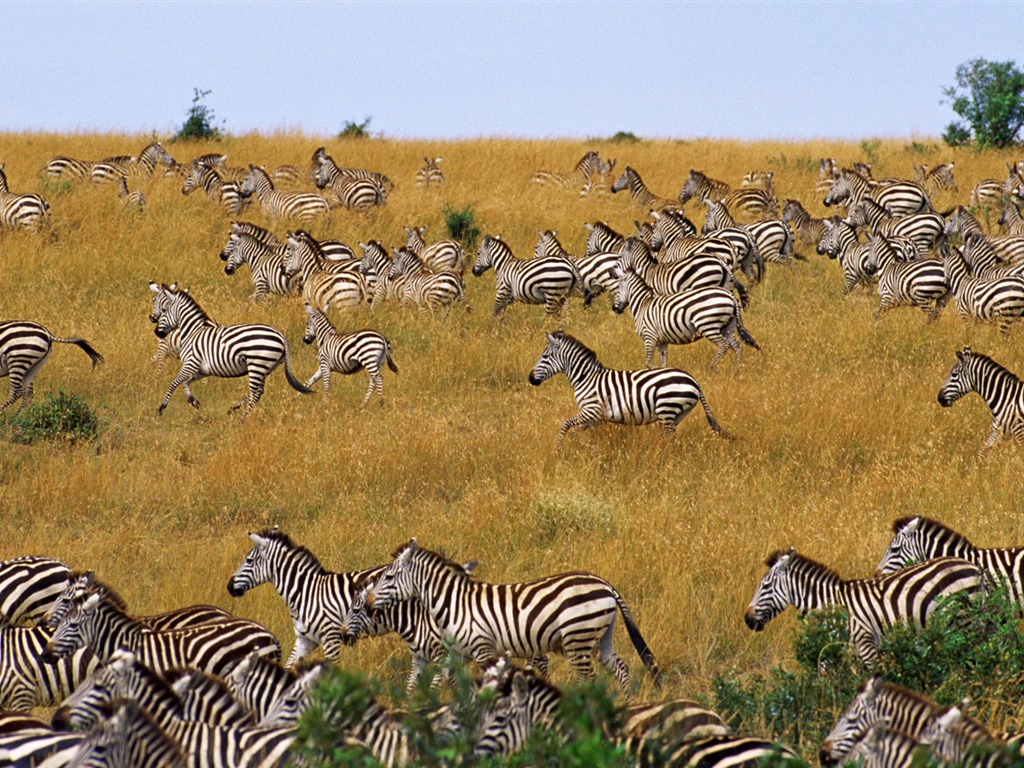 Zebra Foto Wallpaper #7 - 1024x768