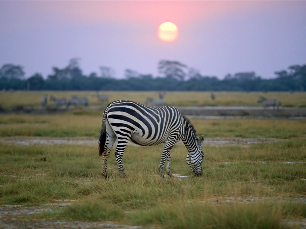 Zebra Foto Wallpaper #8 - 1024x768