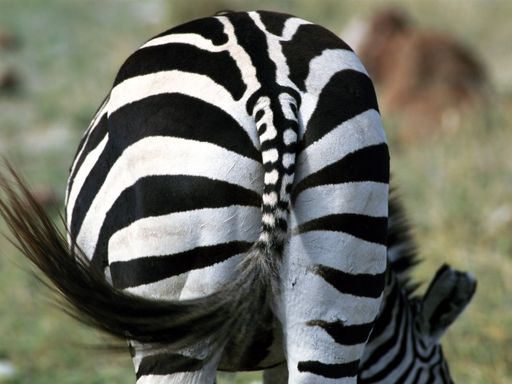 Fond d'écran photo Zebra #9 - 1024x768