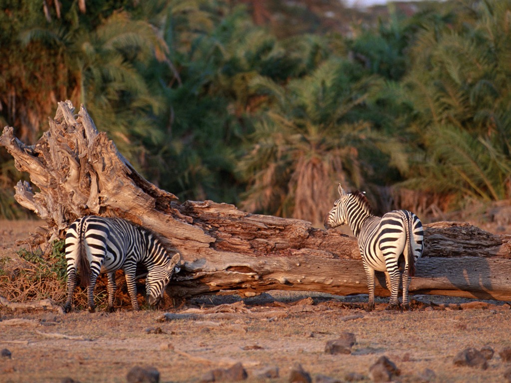 Zebra Foto Wallpaper #12 - 1024x768