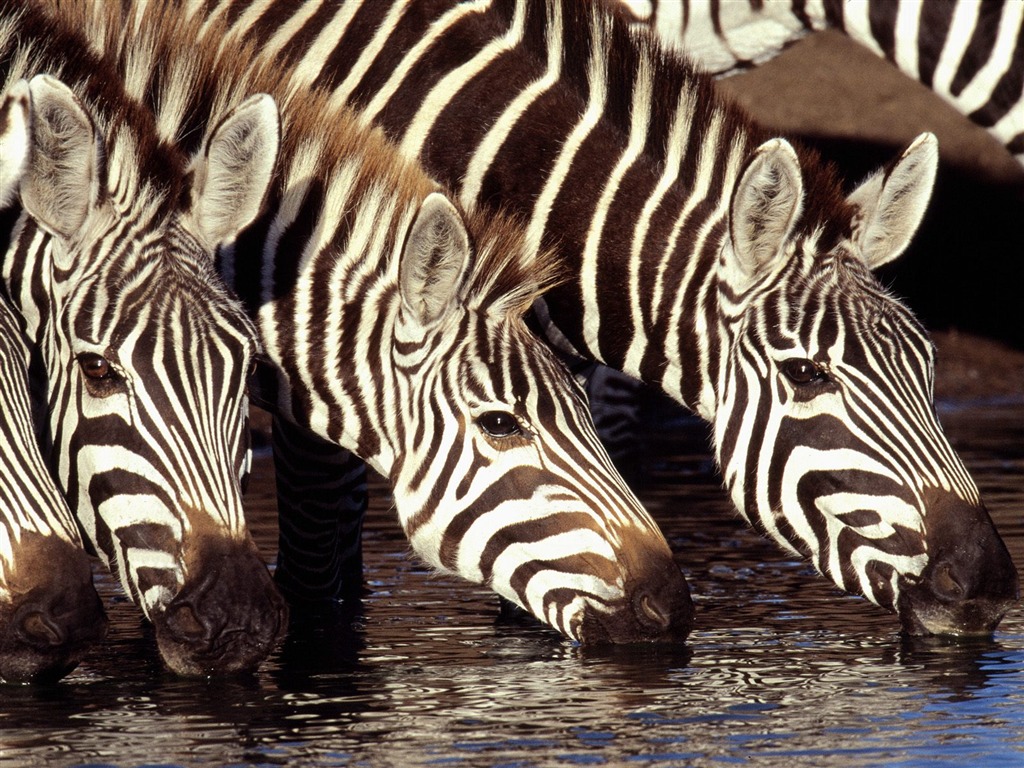 Zebra Foto Wallpaper #13 - 1024x768