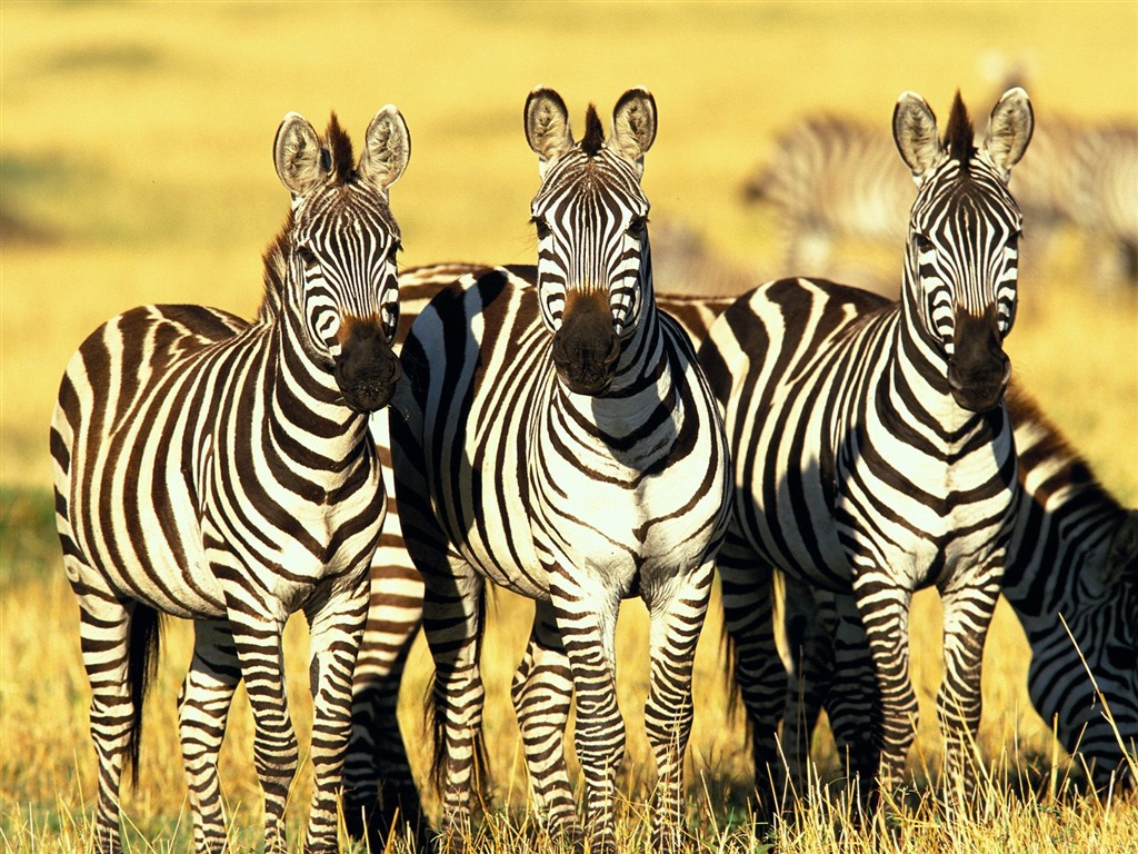 Zebra Foto Wallpaper #15 - 1024x768