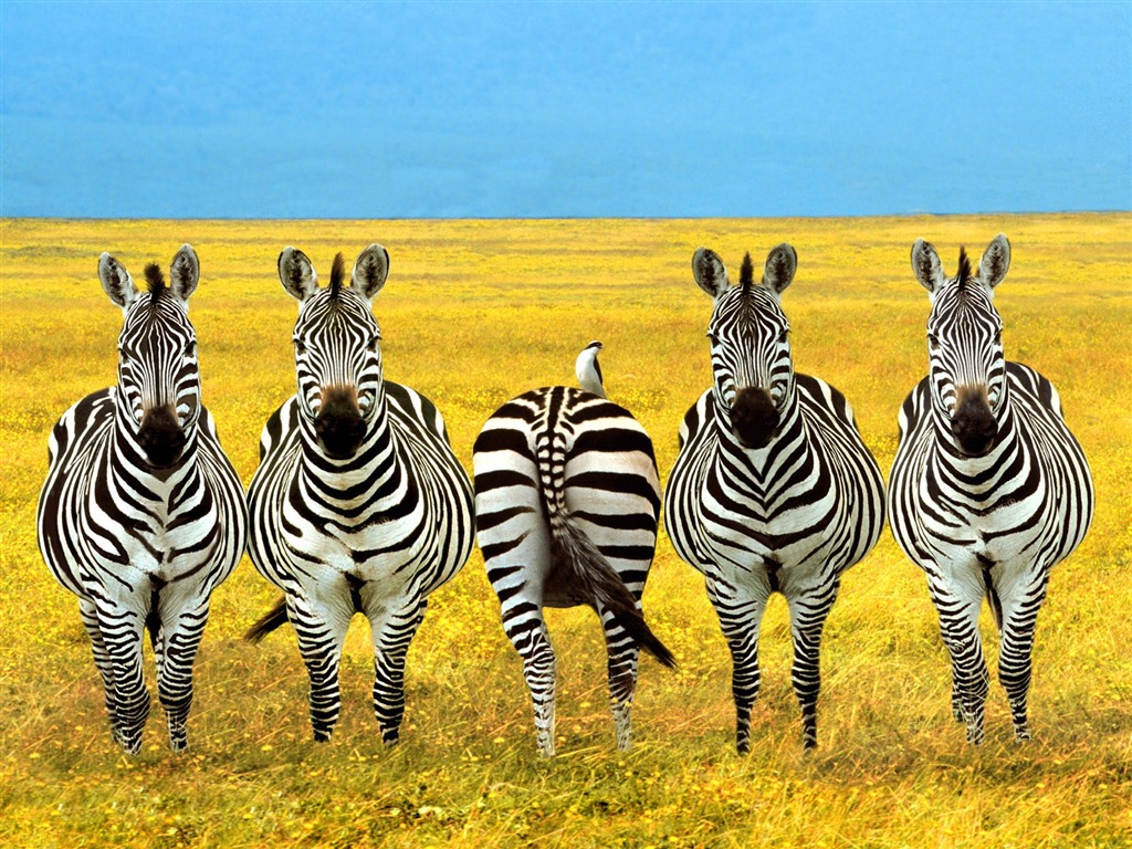 Zebra Foto Wallpaper #16 - 1024x768