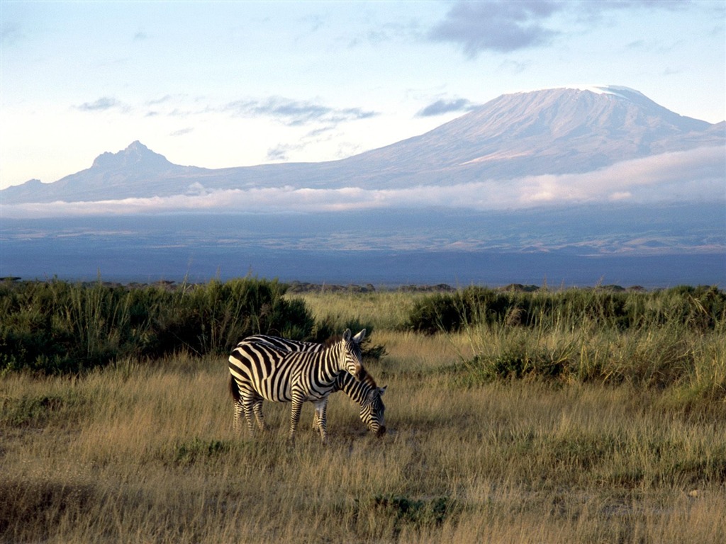 Fond d'écran photo Zebra #18 - 1024x768