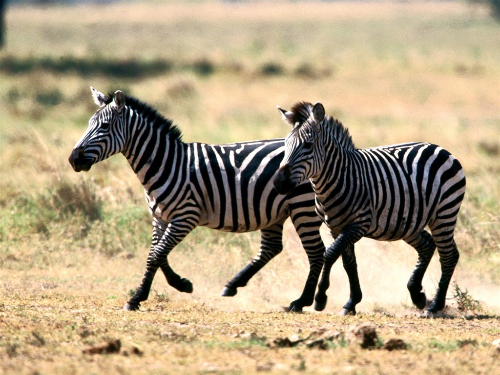 Zebra Foto Wallpaper #20 - 1024x768