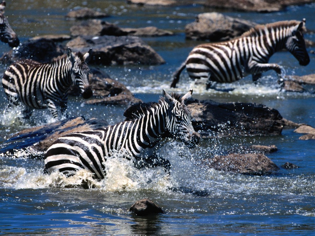 Fond d'écran photo Zebra #21 - 1024x768