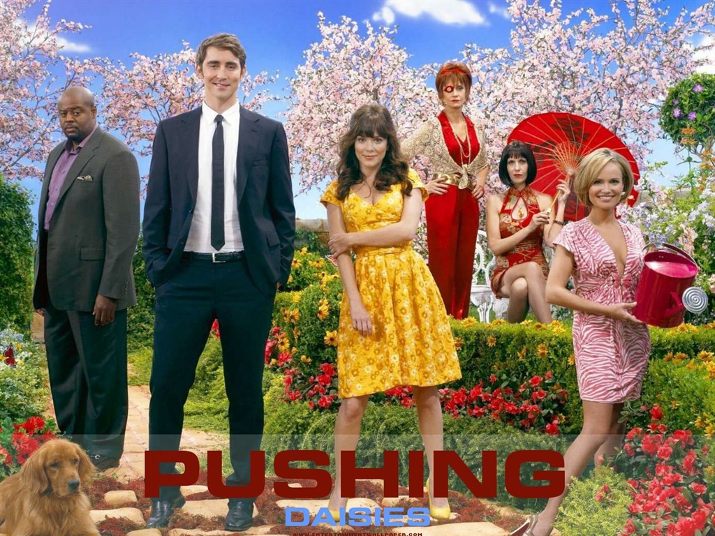 Pushing Daisies 靈指神探 #2 - 1024x768