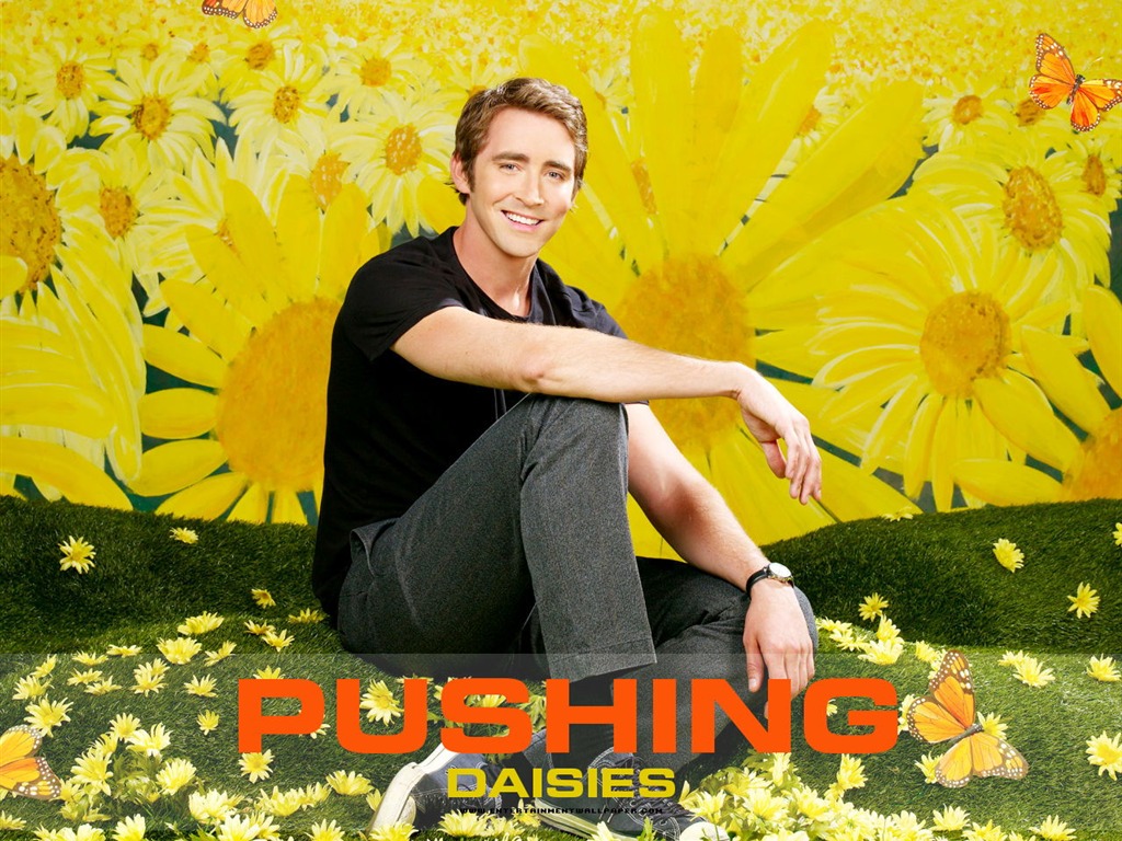 Pushing Daisies Tapete #14 - 1024x768