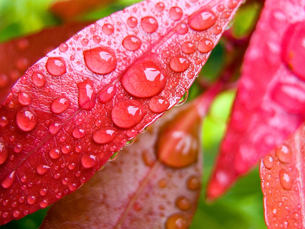 Foreign photography green leaf wallpaper (2) #1 - 1024x768