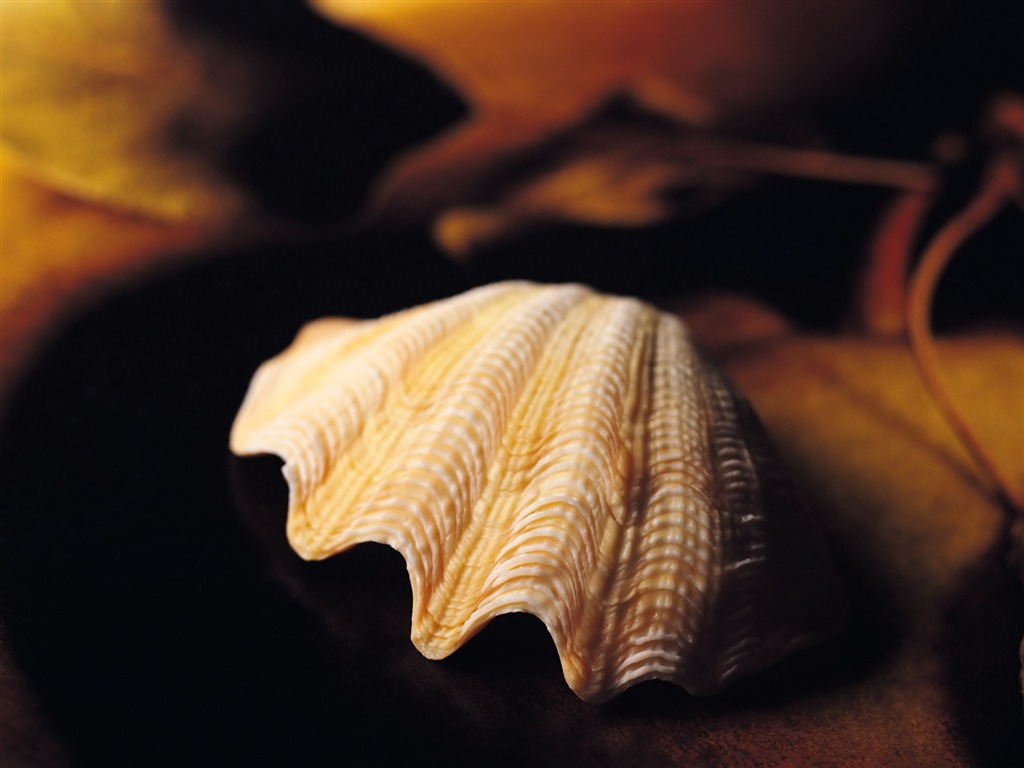贝壳海螺壁纸专辑(一)15 - 1024x768