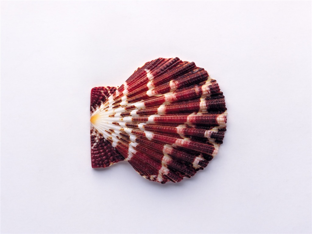 贝壳海螺壁纸专辑(一)18 - 1024x768