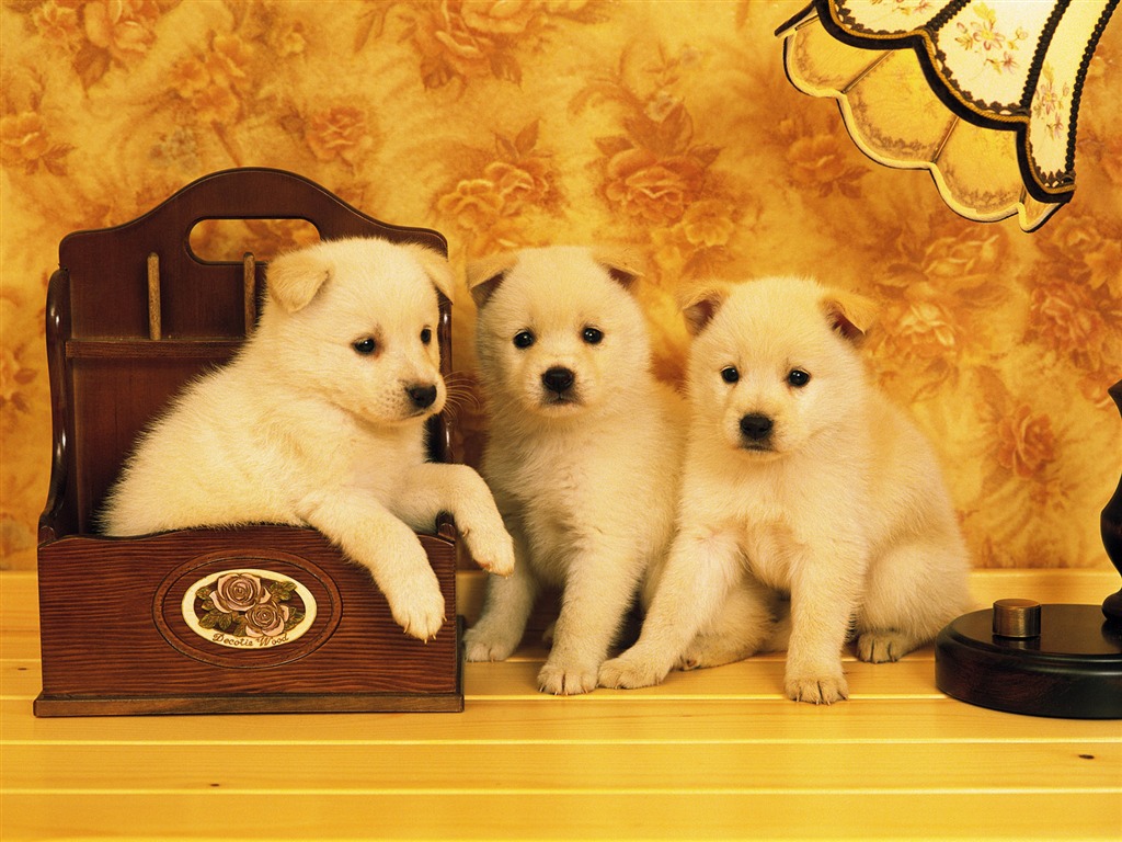 1600 dog photo wallpaper (6) #2 - 1024x768