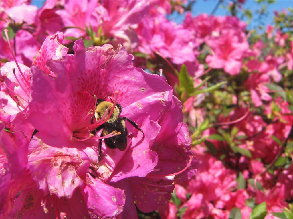 Láska Bee Květinové tapetu (3) #16 - 1024x768
