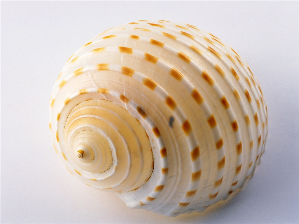 贝壳海螺壁纸专辑(一)1 - 1024x768