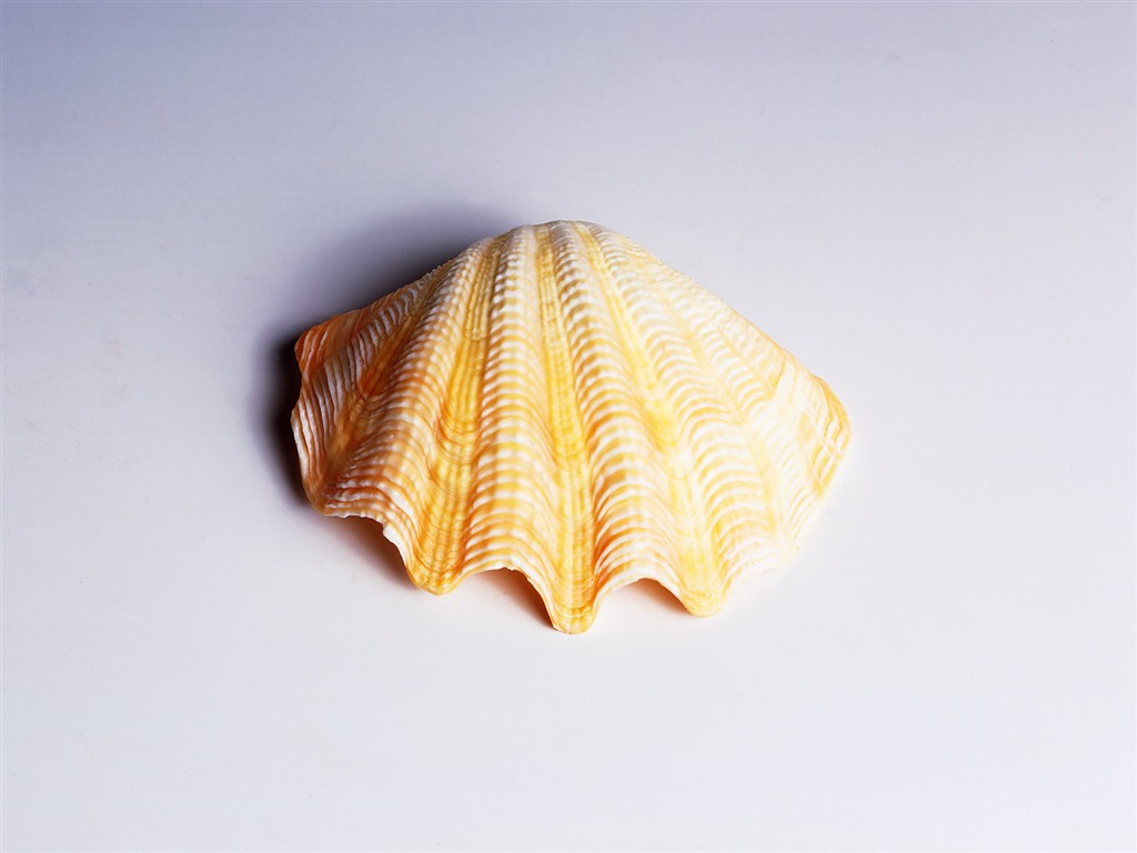 贝壳海螺壁纸专辑(一)8 - 1024x768