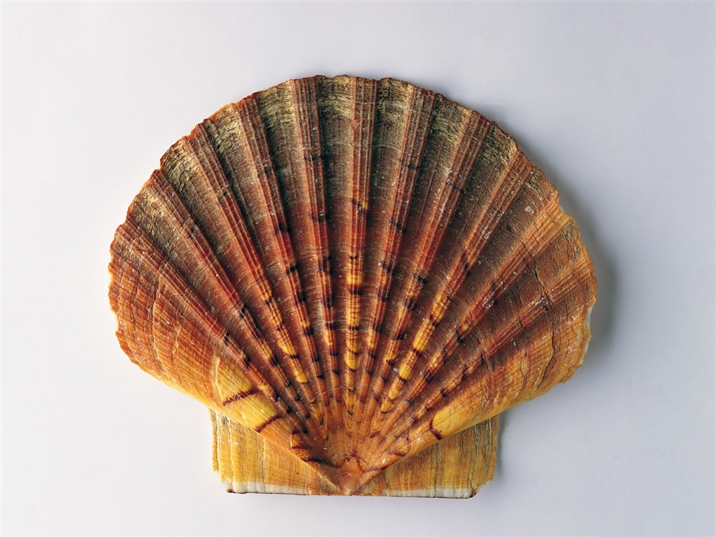 贝壳海螺壁纸专辑(一)14 - 1024x768