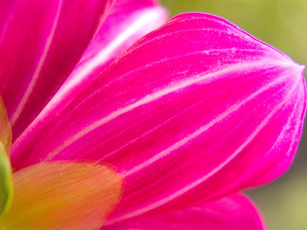 Fonds d'écran Fleurs étrangères Photographie #2 - 1024x768