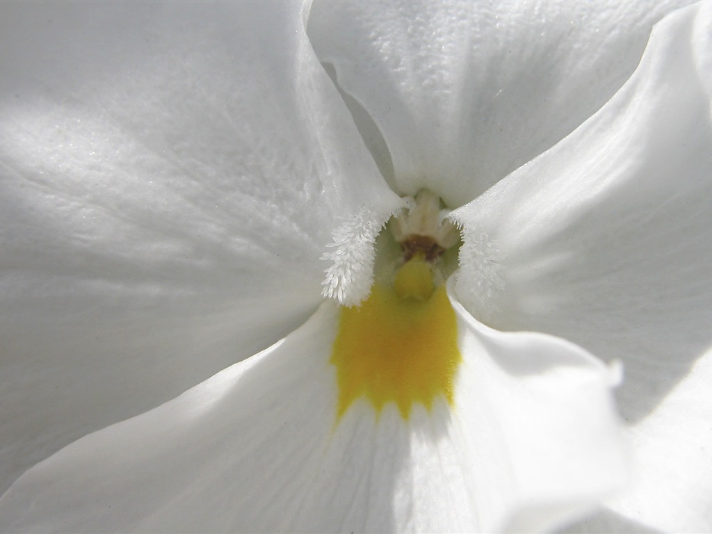 Fonds d'écran Fleurs étrangères Photographie #3 - 1024x768