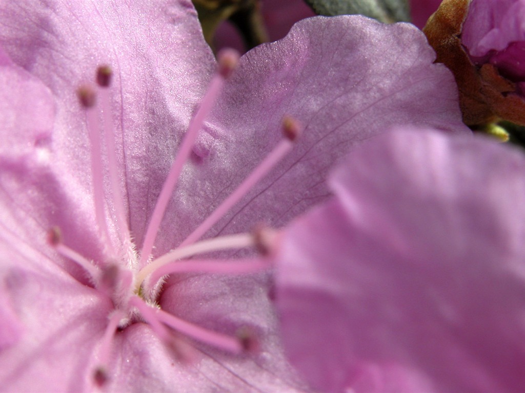 Fonds d'écran Fleurs étrangères Photographie #10 - 1024x768