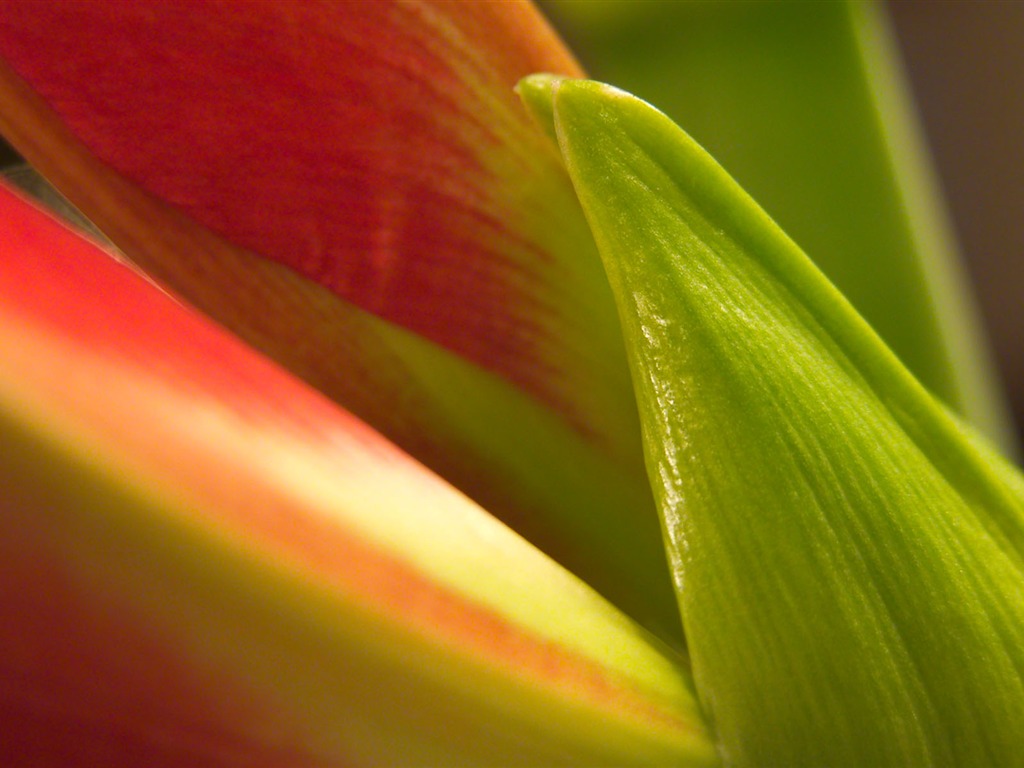 Fonds d'écran Fleurs étrangères Photographie #13 - 1024x768