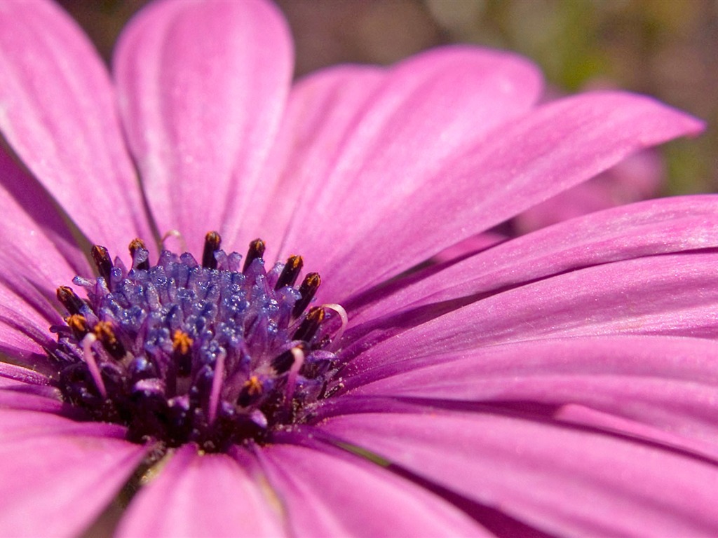 Fonds d'écran Fleurs étrangères Photographie #14 - 1024x768