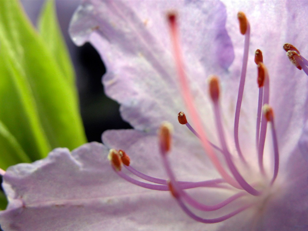 Fonds d'écran Fleurs étrangères Photographie #15 - 1024x768