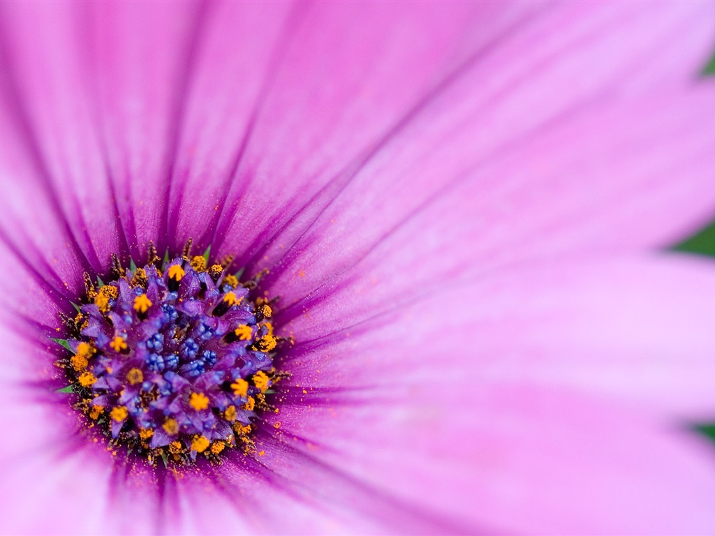 Fonds d'écran Fleurs étrangères Photographie #16 - 1024x768