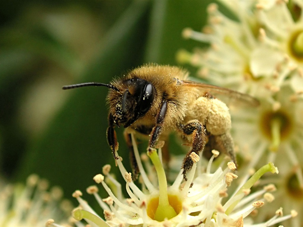 Láska Bee Květinové tapetu (4) #4 - 1024x768