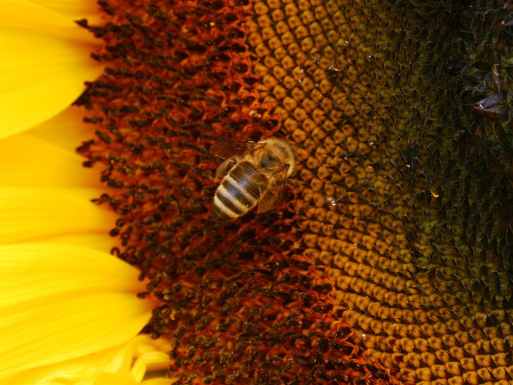 Love Bee Flower Wallpaper (4) #6 - 1024x768