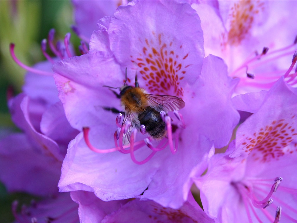 Amor Abeja Flor fondo de pantalla (4) #9 - 1024x768