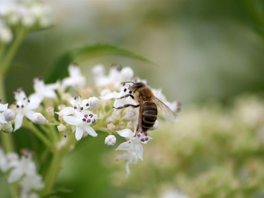 Láska Bee Květinové tapetu (4) #13 - 1024x768