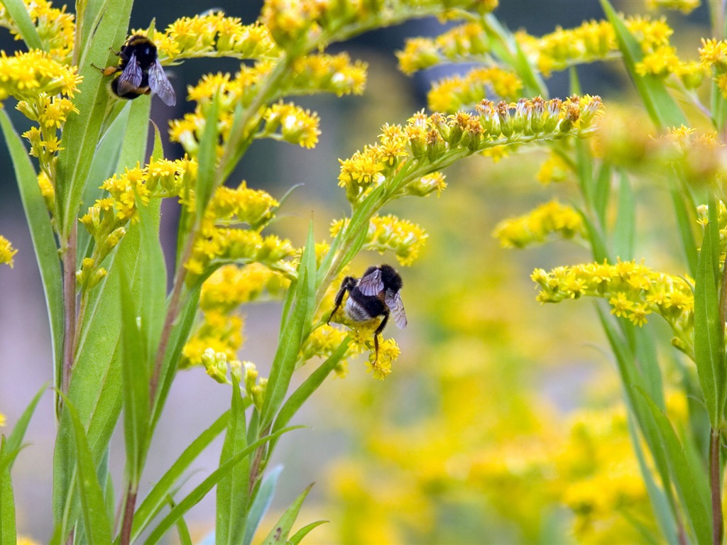 Love Bee Flower Wallpaper (4) #16 - 1024x768