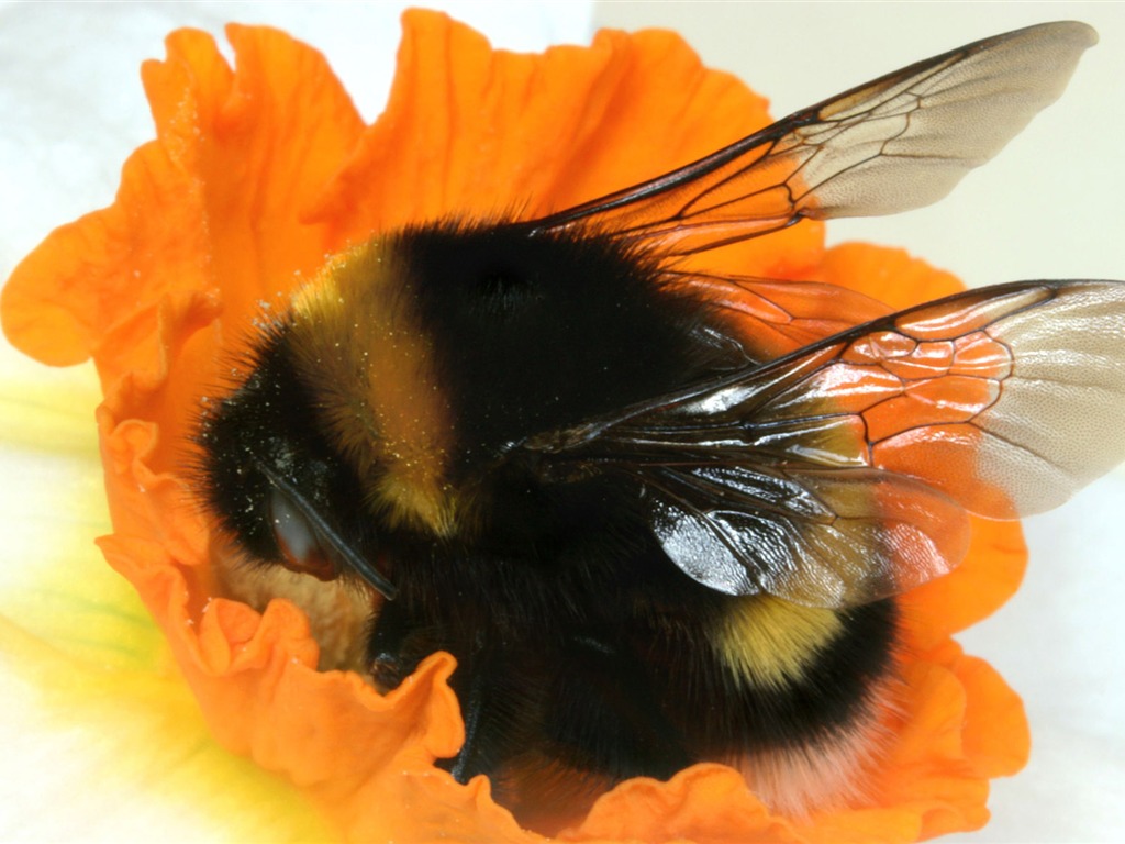Love Bee Flower Wallpaper (4) #17 - 1024x768
