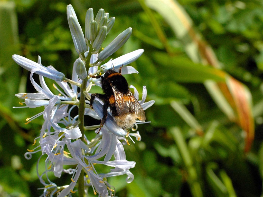 Love Bee Flower wallpaper (4) #18 - 1024x768