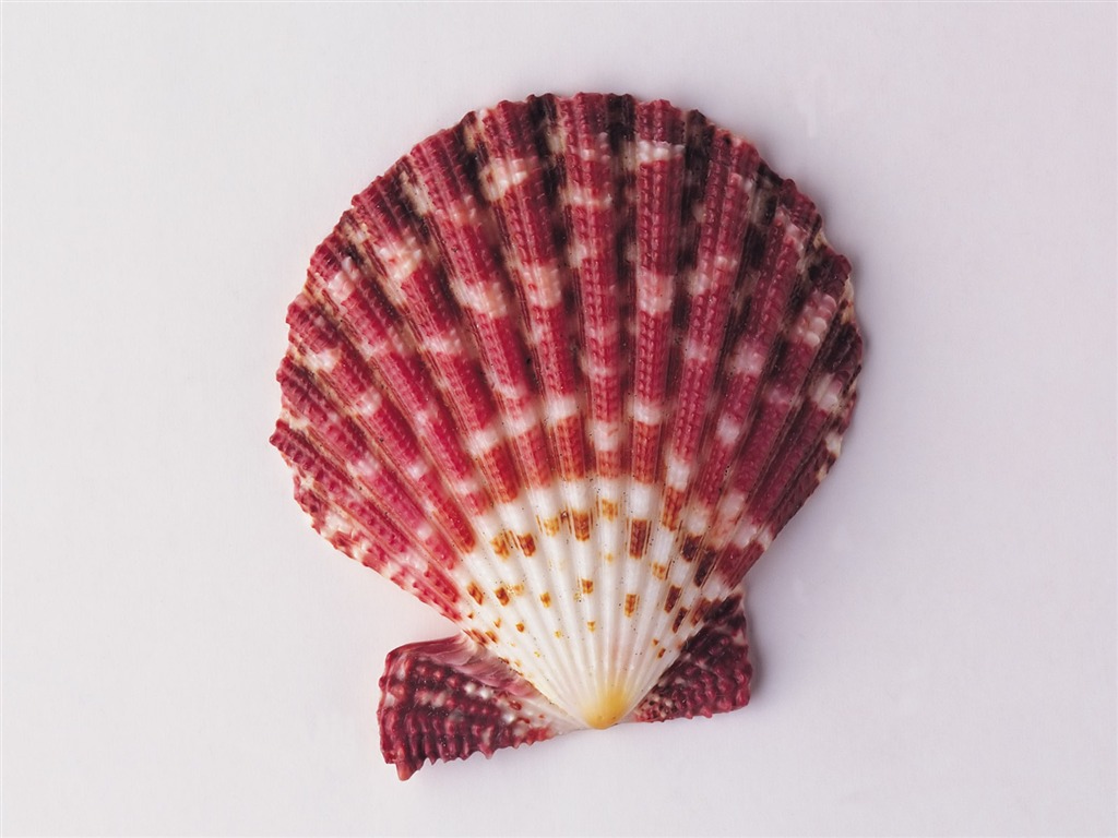 Conch Shell wallpaper album (2) #2 - 1024x768