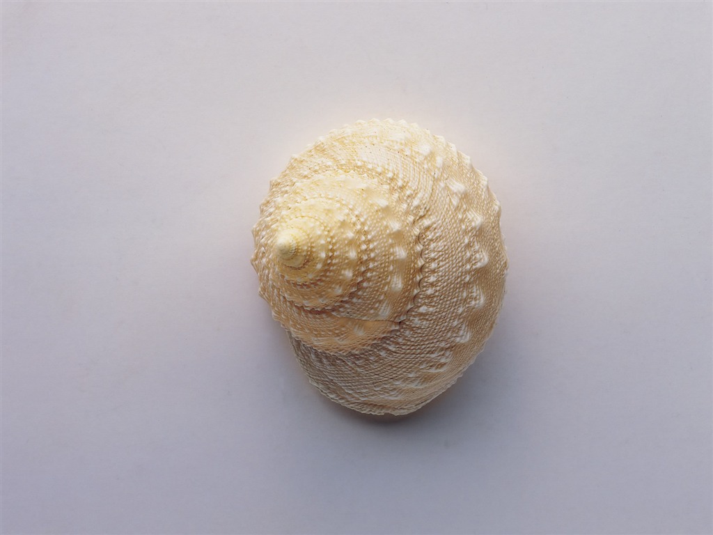 Conch Shell wallpaper album (2) #9 - 1024x768