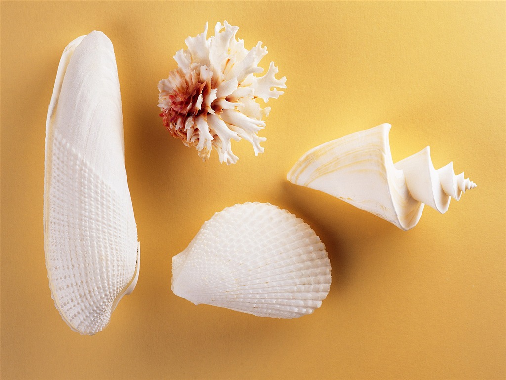 Conch Shell wallpaper album (2) #17 - 1024x768