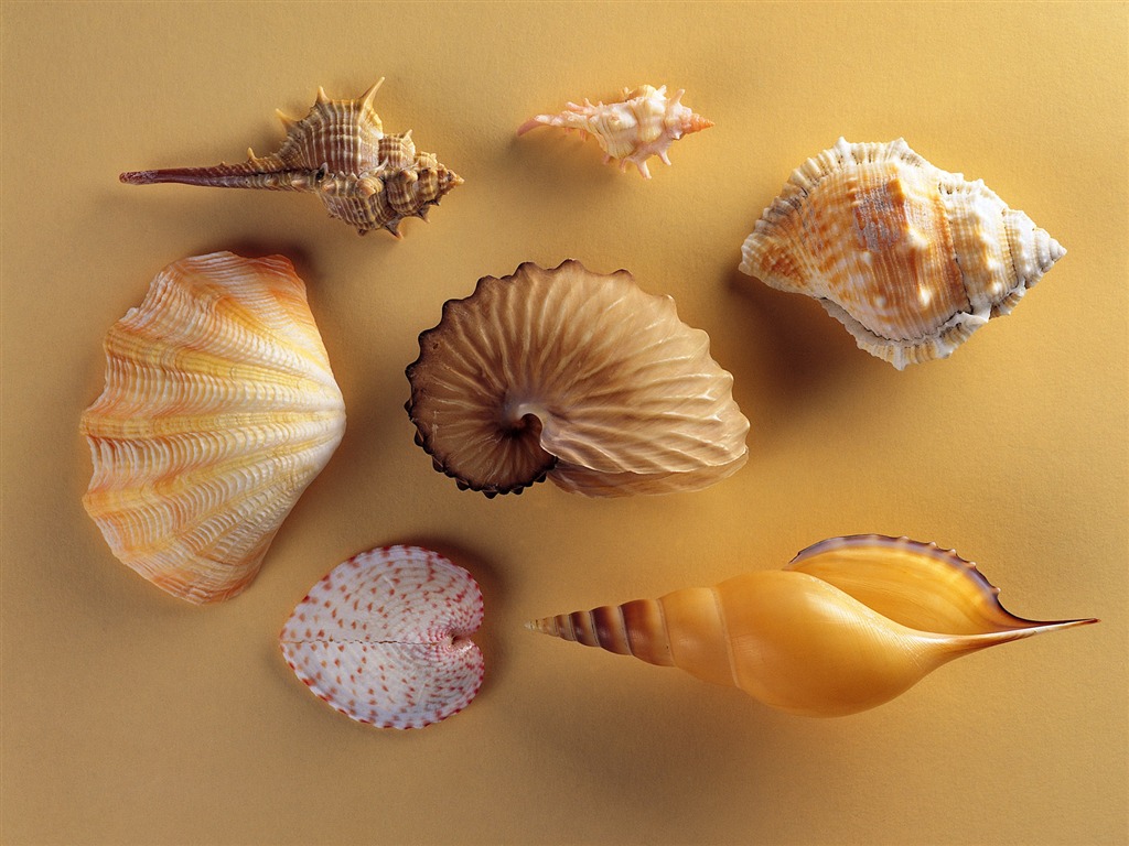 Conch Shell wallpaper album (2) #20 - 1024x768