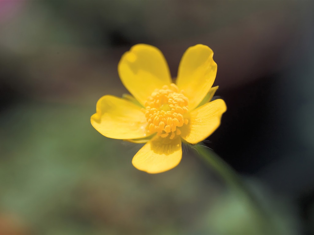 Fleurs Corée du Sud HD Livre #29 - 1024x768