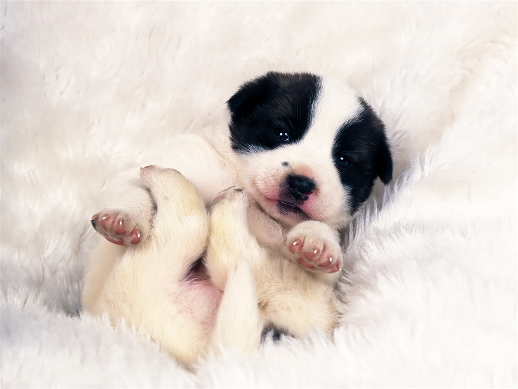1600 dog photo wallpaper (8) #4 - 1024x768