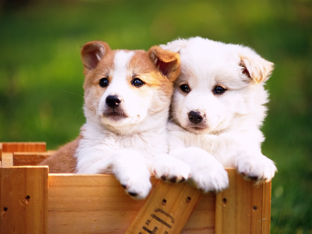 1600 dog photo wallpaper (8) #10 - 1024x768