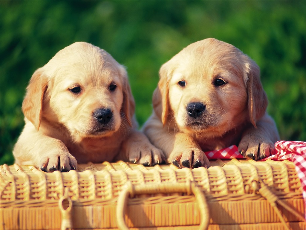 1600 dog photo wallpaper (8) #12 - 1024x768