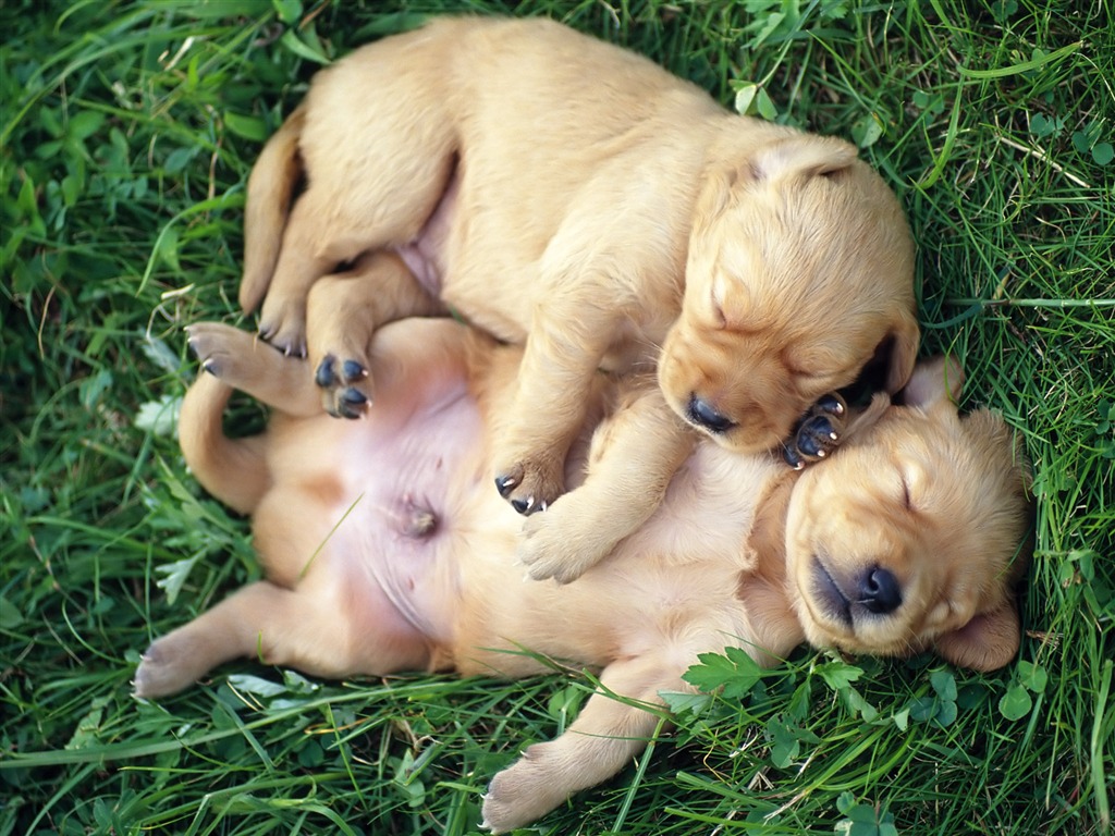 1600 dog photo wallpaper (8) #14 - 1024x768
