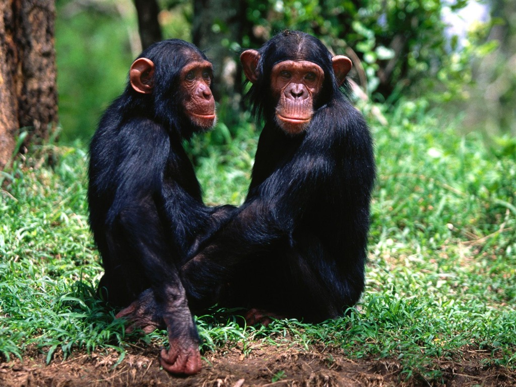 Monkey orangutan tapety (1) #5 - 1024x768