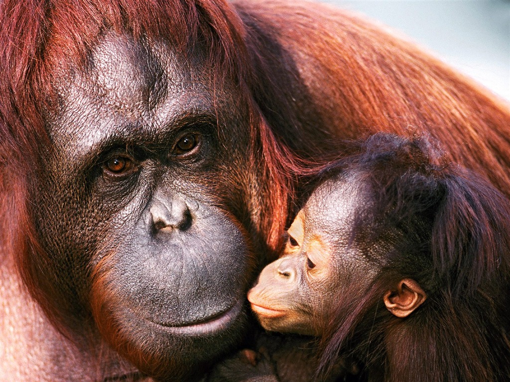 Monkey orangutan tapety (1) #11 - 1024x768